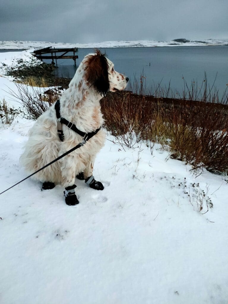 Chien équipé de bottines et d’un harnais, assis dans la neige au bord de l’eau en Norvège lors d’un voyage en van par temps froid.