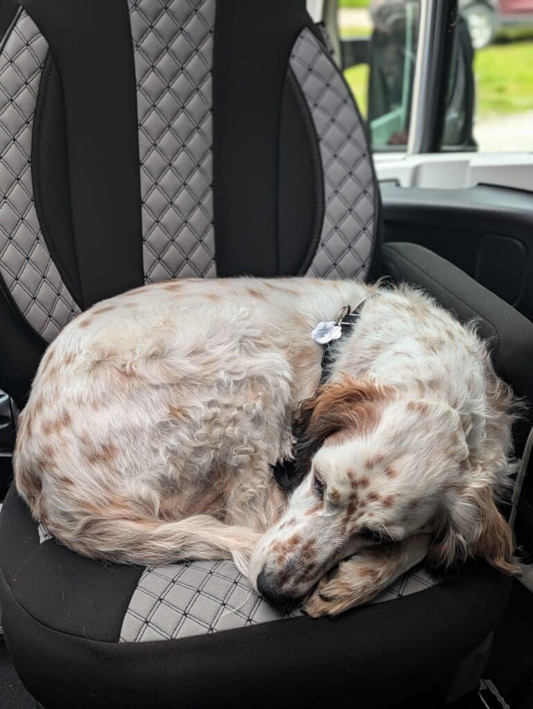 Chien blanc tacheté endormi, recroquevillé sur un siège de van noir et gris, portant un collier.