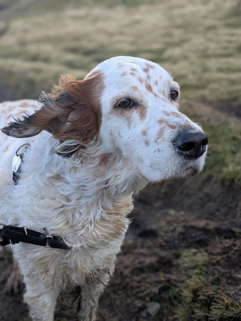Portrait d’un chien blanc tacheté avec les oreilles au vent, portant un harnais, sur un sentier boueux avec une lande floue en arrière-plan.
