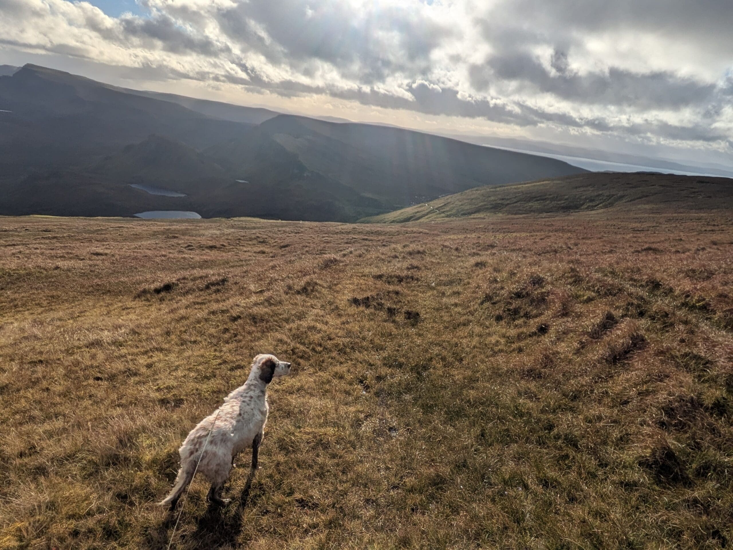 Chien blanc tacheté sur une lande en montagne, regardant une vallée avec des collines et un lac au loin, sous un ciel nuageux avec des rayons de soleil.