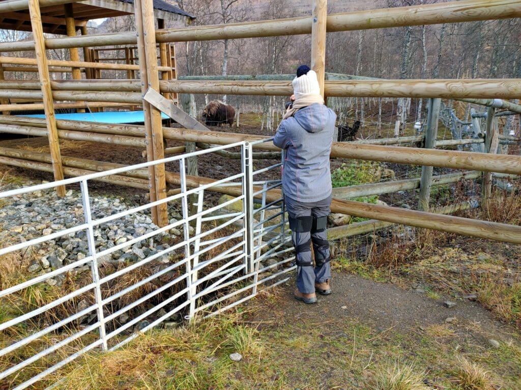 Femme portant un exosquelette de genou photographiant un bison au Polar Park en Norvège, voyage adapté au handicap invisible SED hypermobile