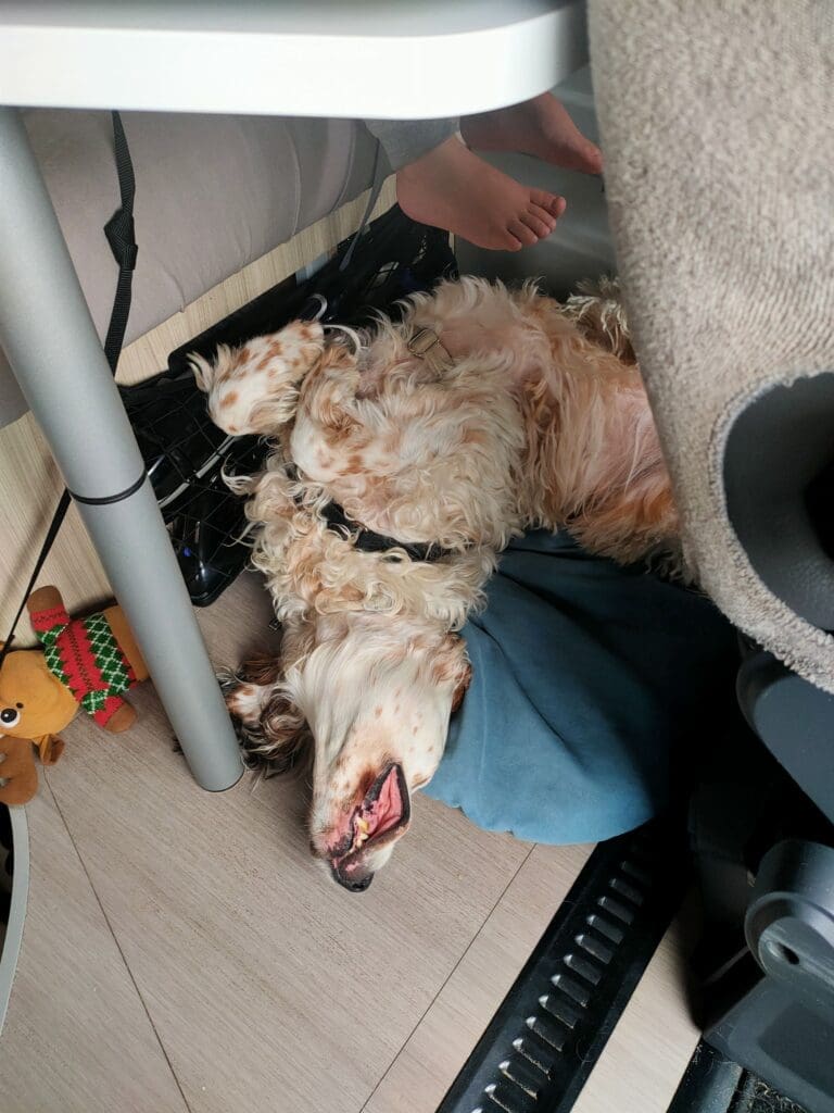 Milky, notre setter anglais allongé et endormi sous la table du van, bouche ouverte, totalement détendu — chien heureux en vanlife