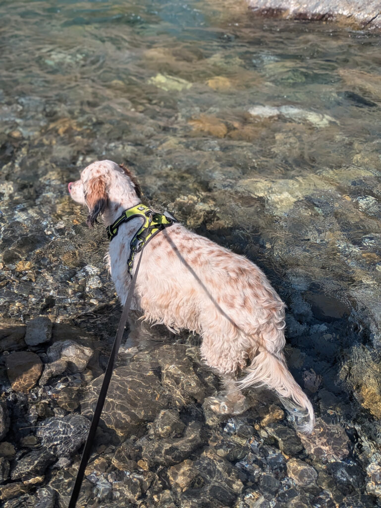 Milky, notre chien, se rafraîchit les pattes dans l’eau pendant une randonnée estivale dans les Pyrénées.