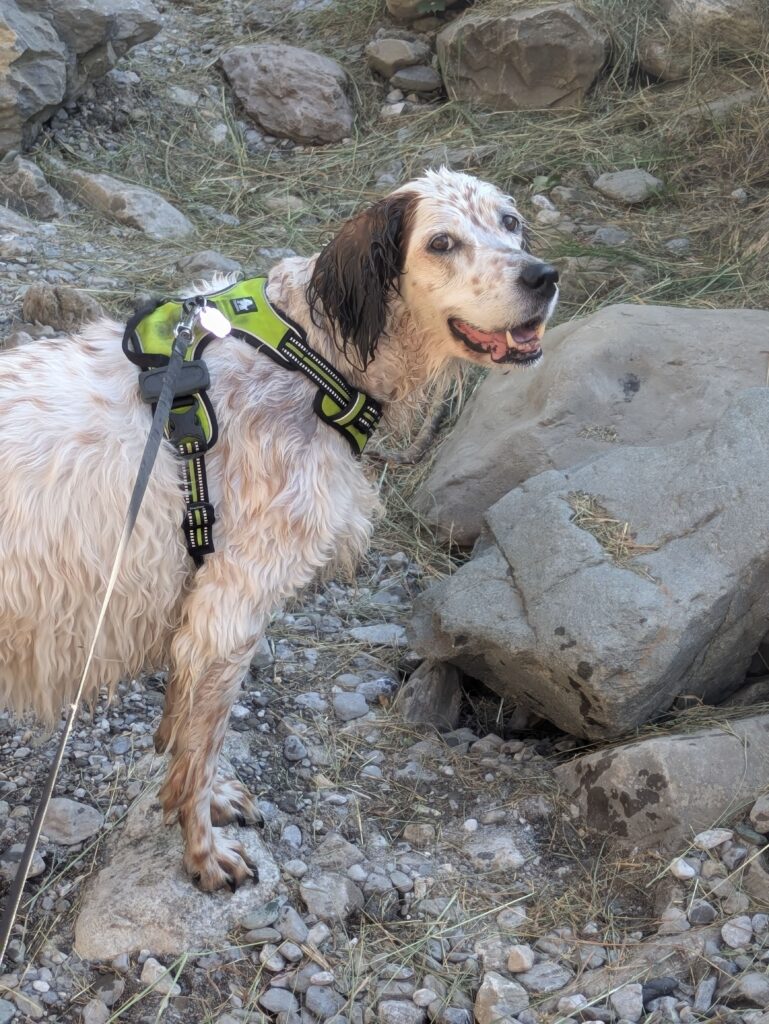 Milky, mouillée après s’être rafraîchie, halète pendant une randonnée sur un sentier rocheux en été.