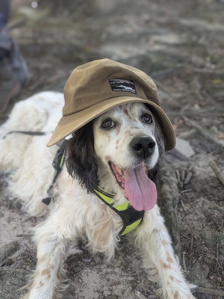Milky, notre chien, se repose après une randonnée, allongée à l’ombre avec son harnais et un chapeau de voyage.